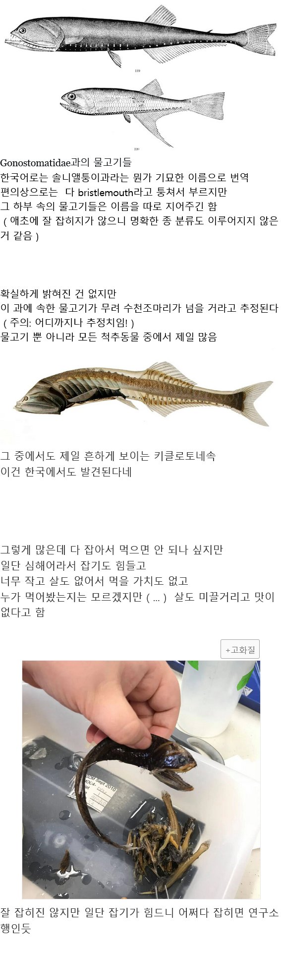 지구에서 제일 개체가 많다는 바다고기