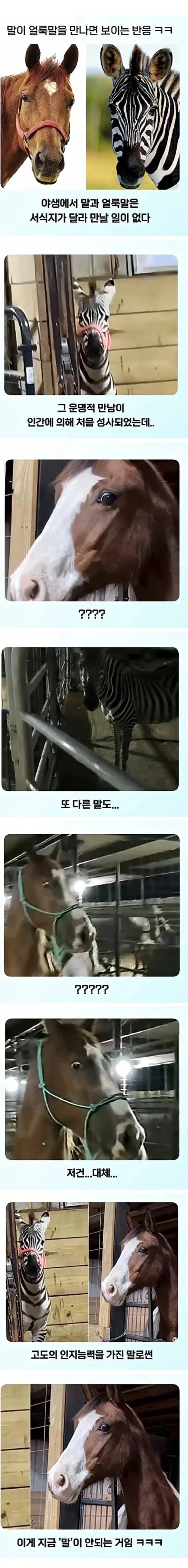 얼룩말 처음 본 말 반응.jpg