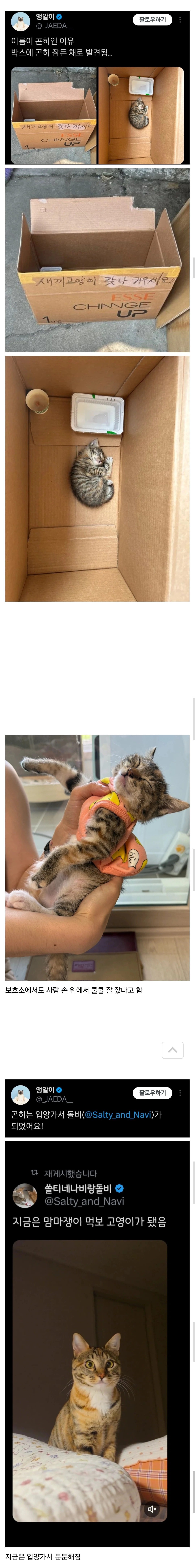 고양이 이름이 '곤히'인 이유