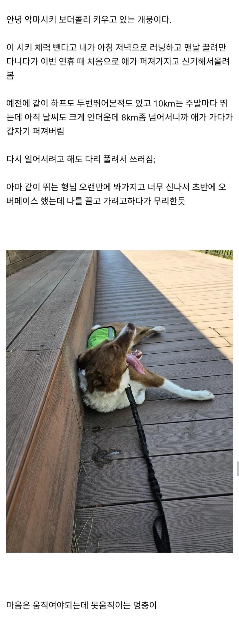 보더콜리 넉다운시킨 개드립유저.jpg