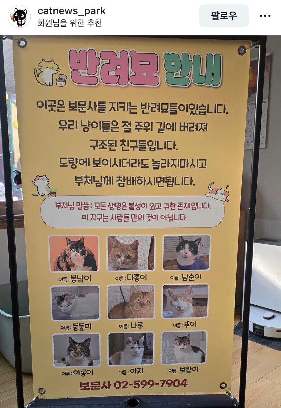 보문사에 있는 반려묘 고양이들