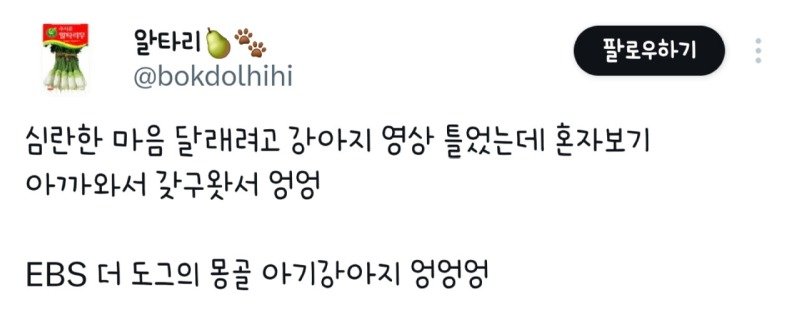 추워하는 몽골 아기강아지