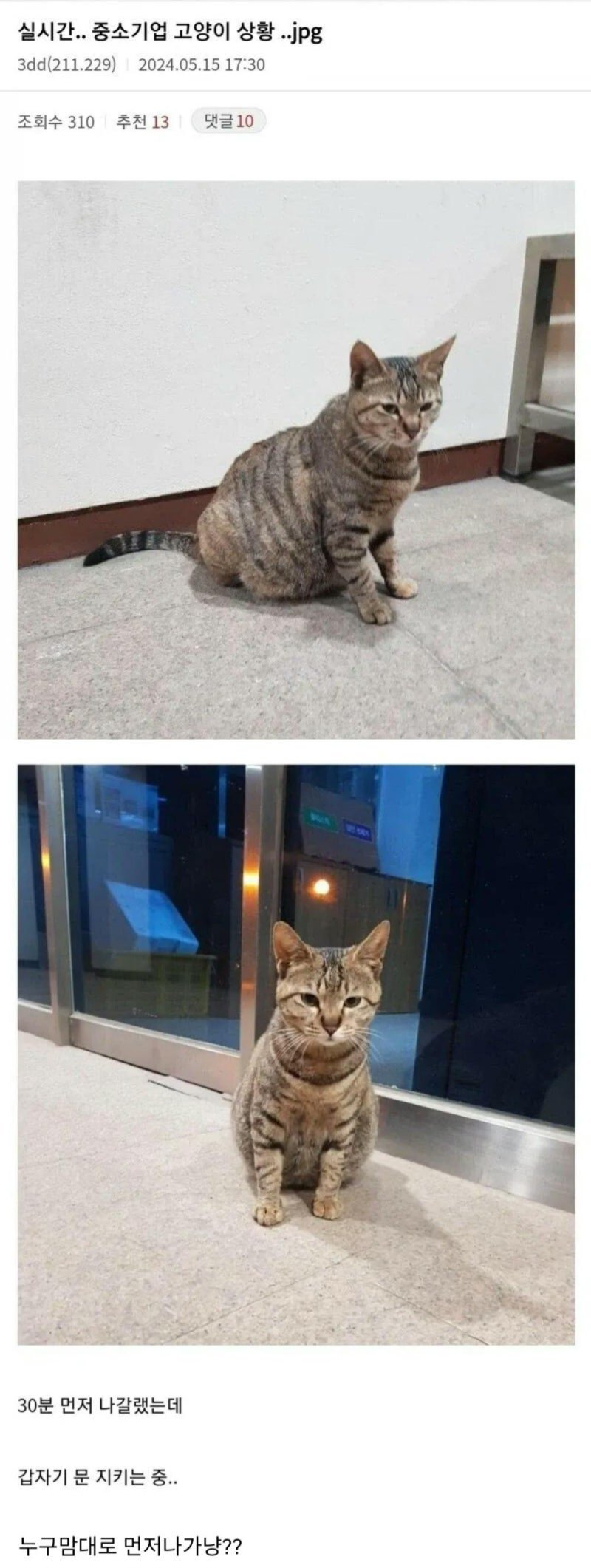 중소기업 고양이 특징