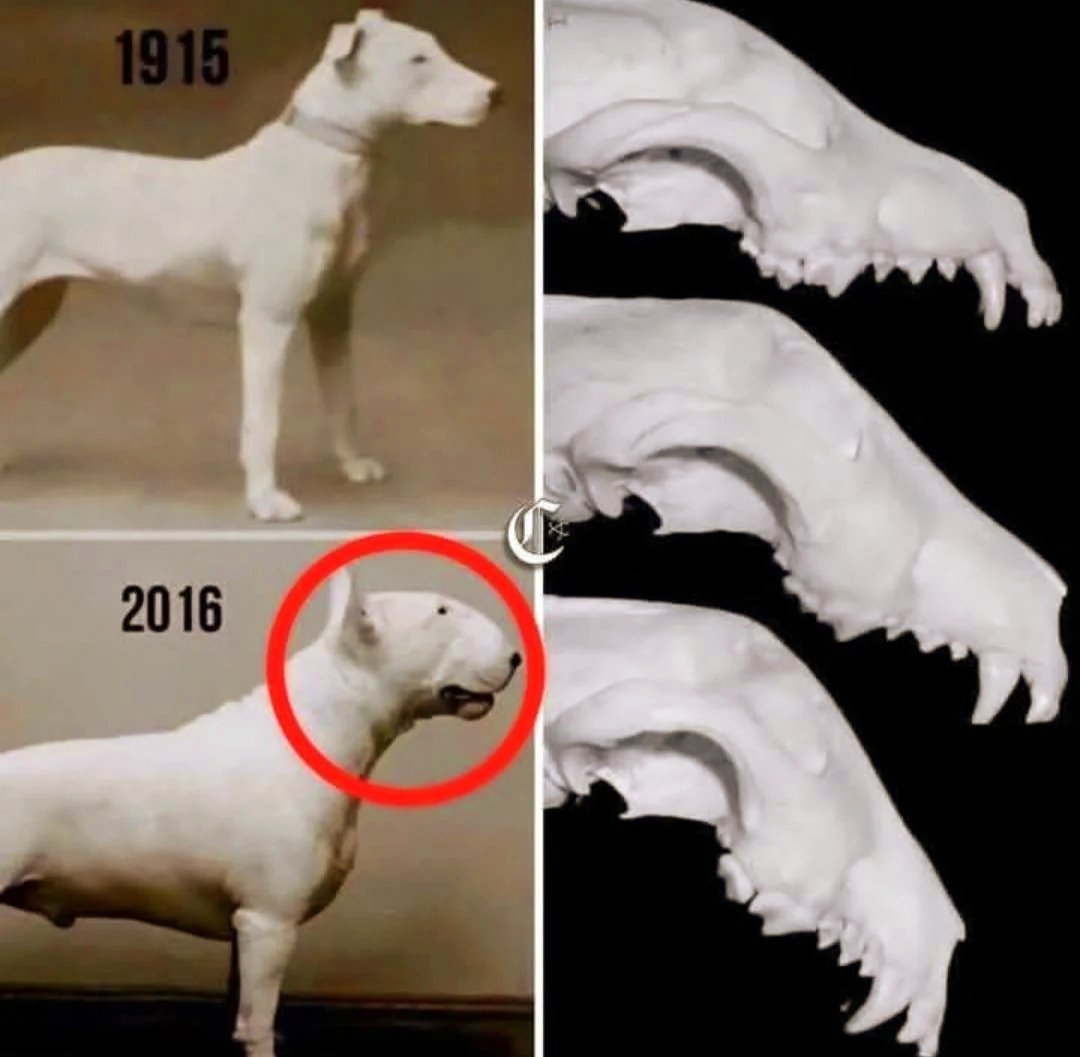 100년간 선택적 교배가 만든 변화