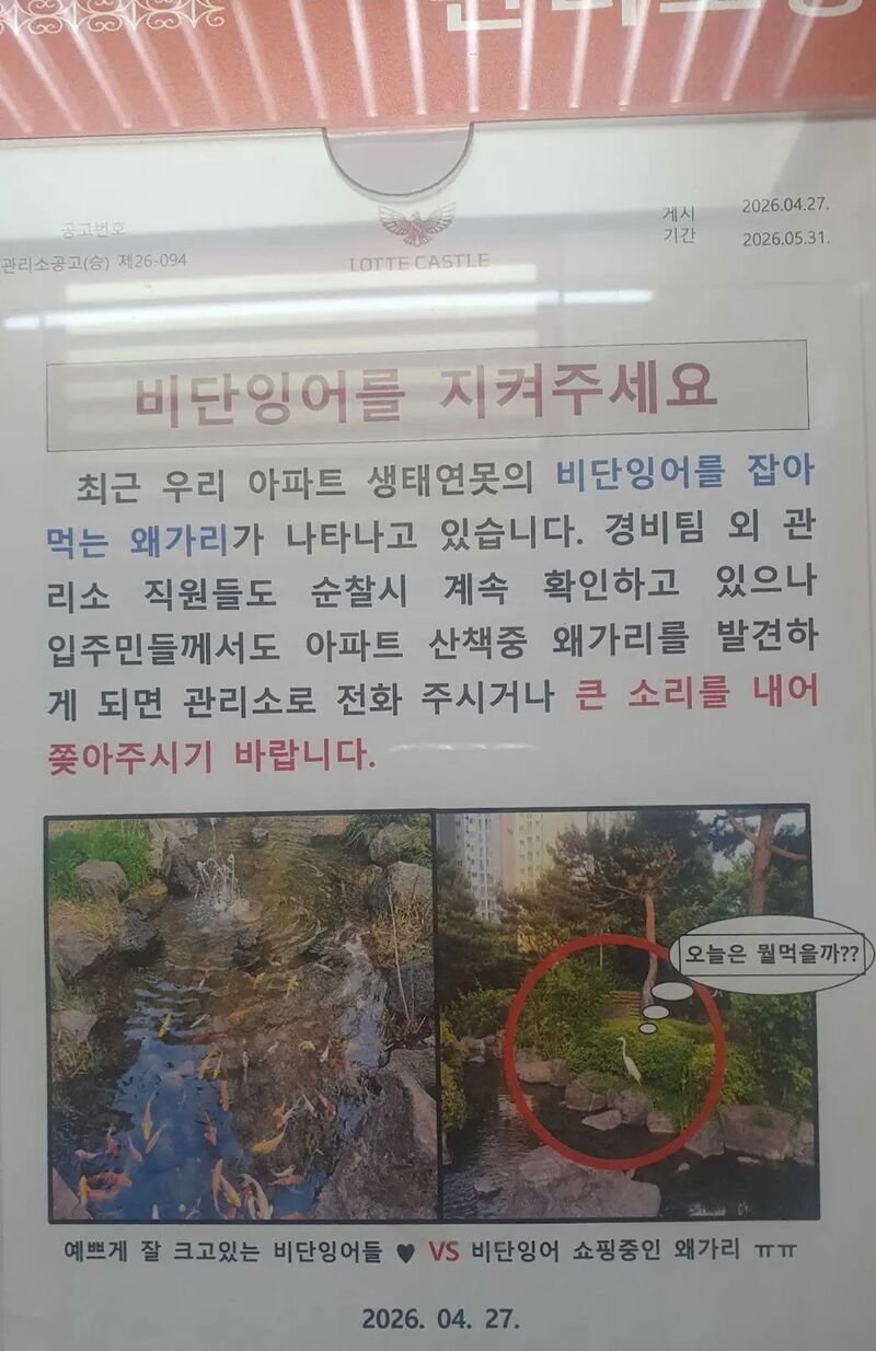 아파트 단지내에서 키우는 비단잉어