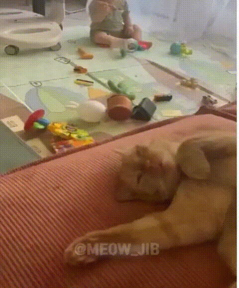 육아에 지친 고양이.gif