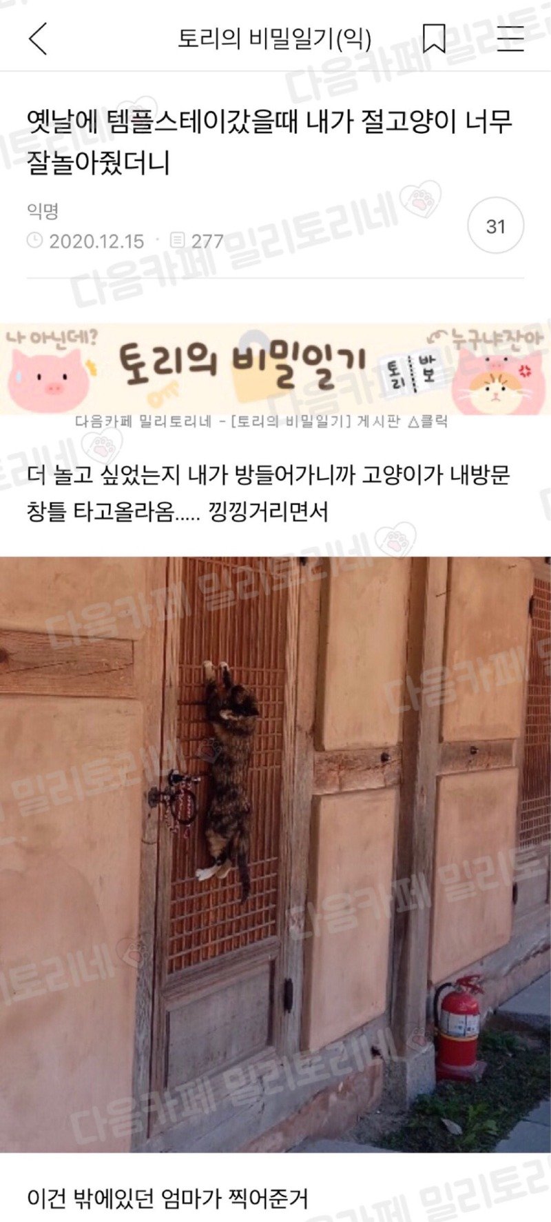 템플스테이갔을 때 내가 절고양이 너무 잘놀아줬더니