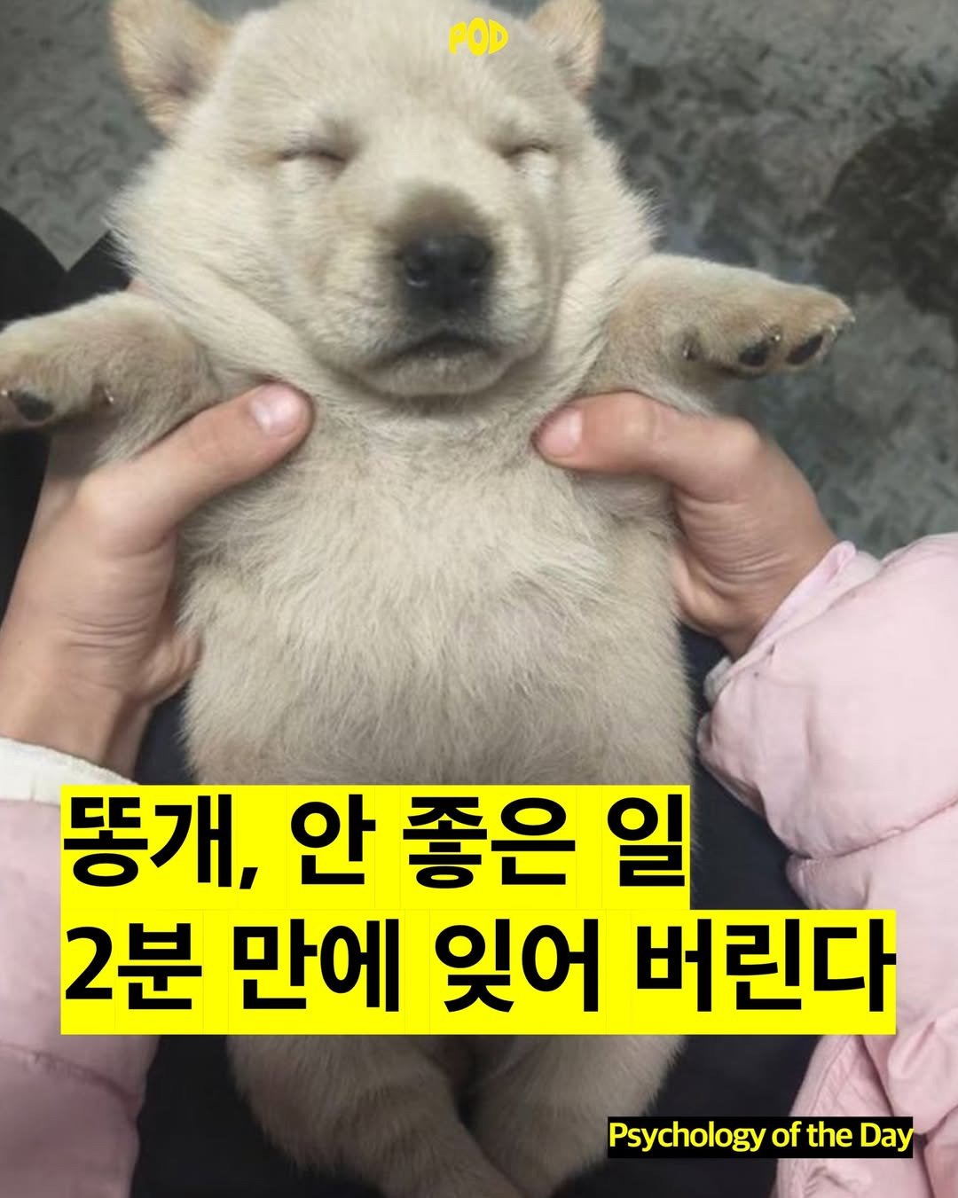 똥개, 안 좋은 일 2분만에 잊어버린다
