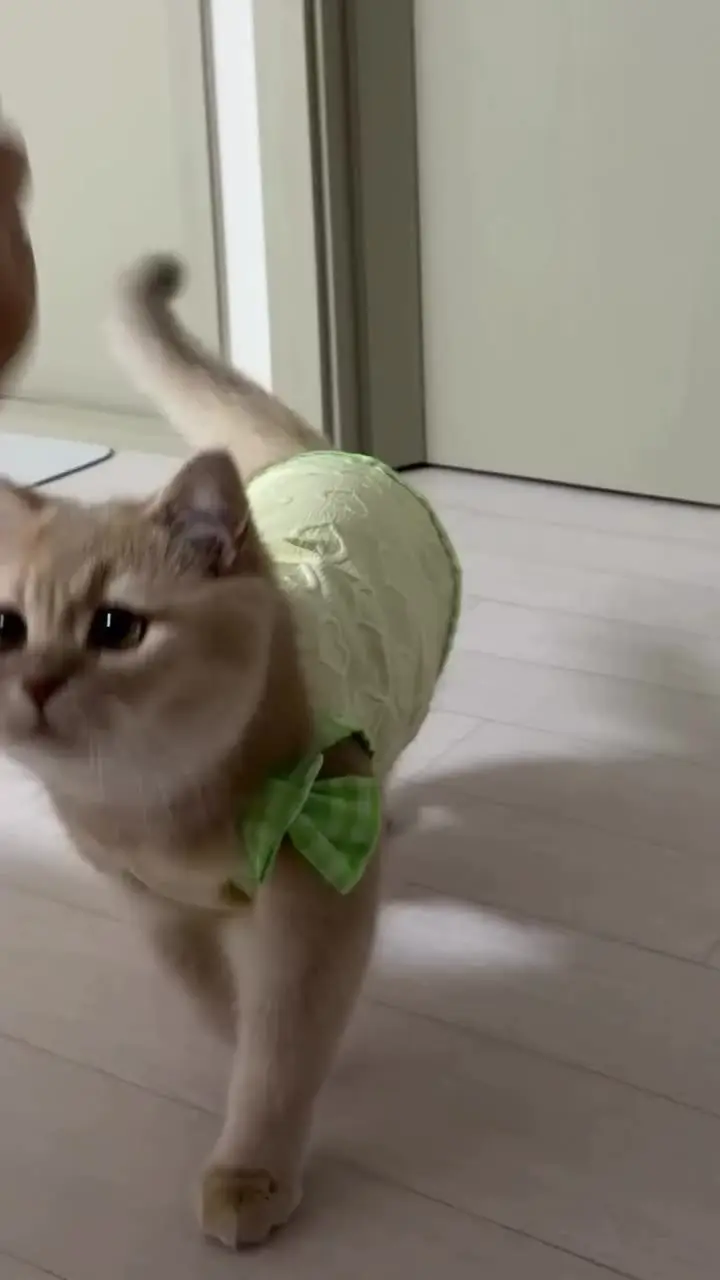 빵!하면 으악!하는 고양이