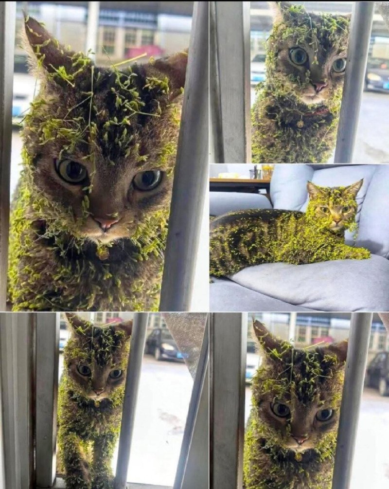 전술훈련 마치고 돌아온 고양이