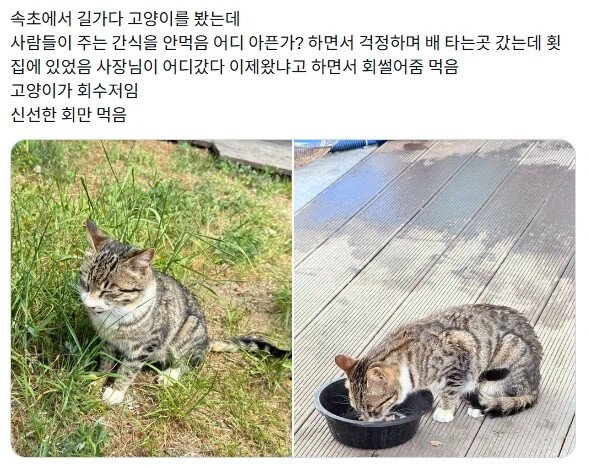 속초의 한 길고양이가 먹이를 안 먹은 이유
