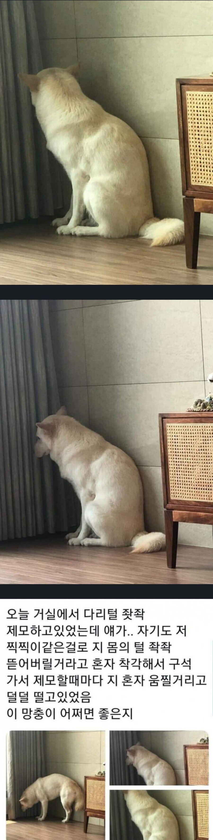 공포에 떠는 멍멍이...