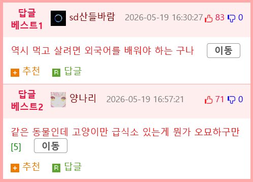 공짜밥 먹는 법을 터득한 터키 갈매기