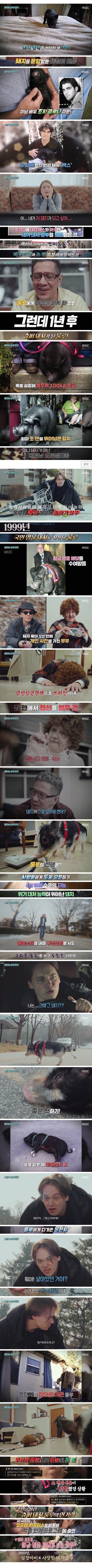 심장마비에 걸린 주인살린 반려돼지.jpg