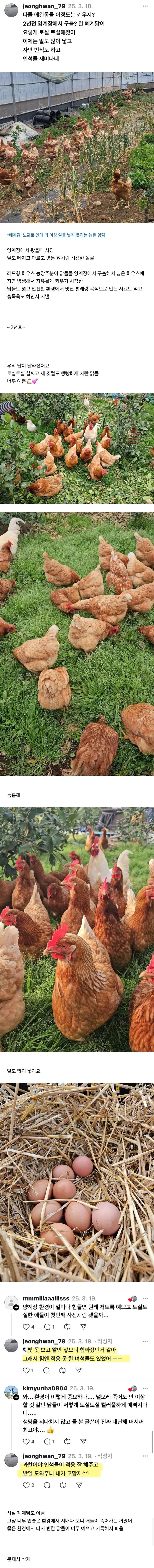 양계장 폐계들 사서 기른 후기