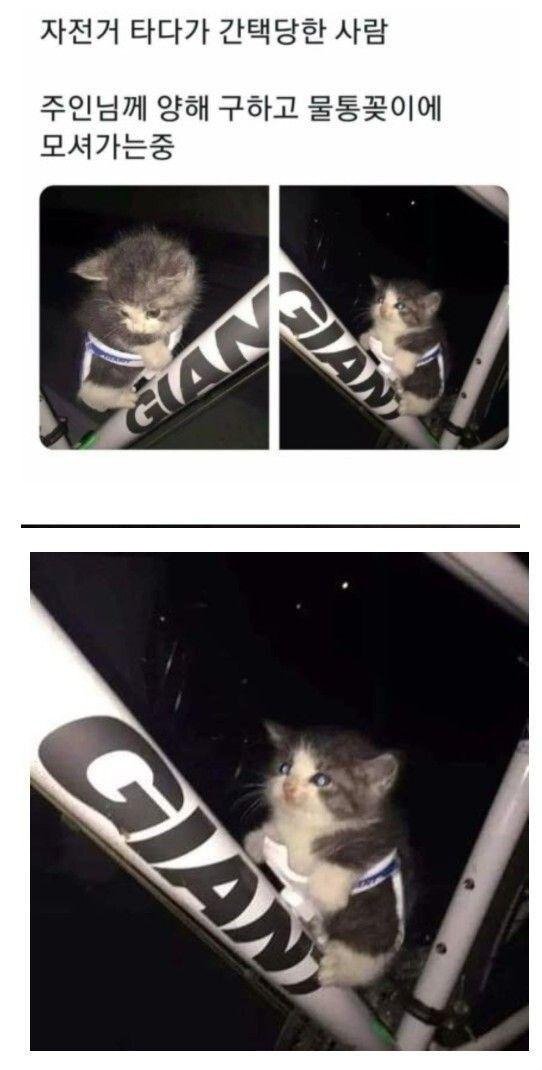 냥줍 해서 데리고 가는 길