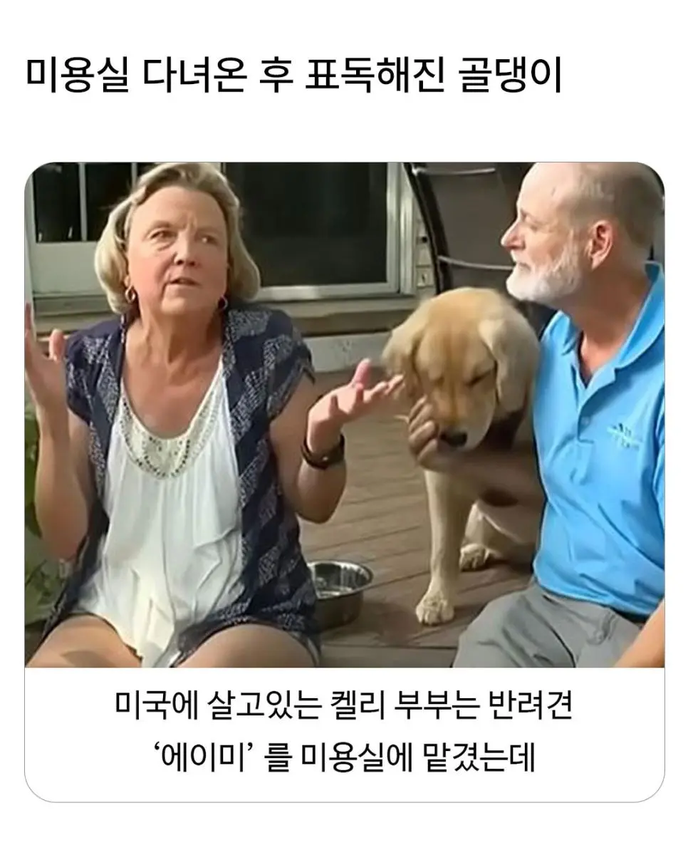 미용실 다녀온 후 표독해진 골댕이