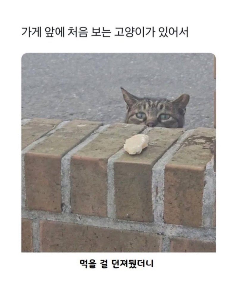 모르는 고양이한테 먹을걸 줬는데